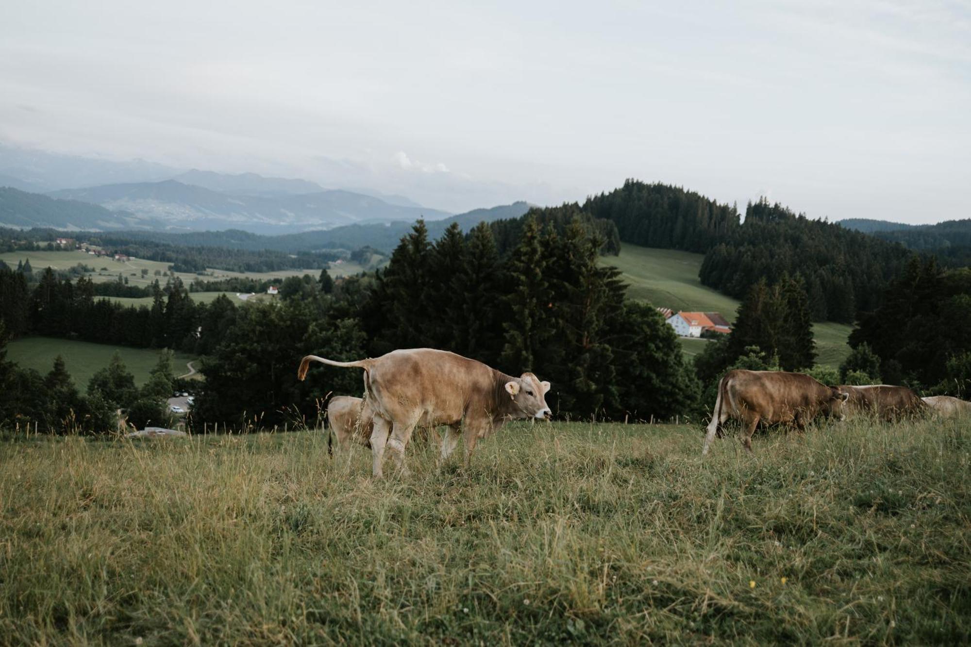 Heimatel - Ferienappartements Hochberg Argenbuhl Екстер'єр фото